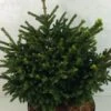 Picea Orientalis Barnes - Sapinette D'Orient -Naturelle Boutique Picea orientalis Barnes 704002 1