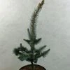 Picea Pungens Iseli Foxtail - Epicea Bleu -Naturelle Boutique Picea pungens Iseli Foxtail 712002 1