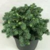 Epicea Bleu - Picea Pungens Kuba -Naturelle Boutique Picea pungens Kuba 714002 1