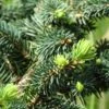 Epicea Bleu - Picea Pungens Sonia 1 Epicea Bleu - Picea Pungens Sonia -Naturelle Boutique Picea pungens Sonia C 715002 1