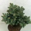 Epicea Bleu - Picea Pungens Thuem 2 Epicea Bleu - Picea Pungens Thuem -Naturelle Boutique Picea pungens Thuem 716002 1