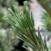 Pin - Pinus Flexilis Vanderwolf's Pyramid -Naturelle Boutique Pin Pinus flexilis Vanderwolf s Pyramid IF 1007822 1
