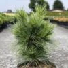 Pin - Pinus Schwerinii Wiethorst 1 Pin - Pinus Schwerinii Wiethorst -Naturelle Boutique Pin Pinus schwerinii Wiethorst IF 1007942 1