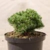 Pin De Montagne - Pinus Mugo Sherwood Compact -Naturelle Boutique Pin de montagne Pinus mugo Sherwood Compact IF 1007912 1