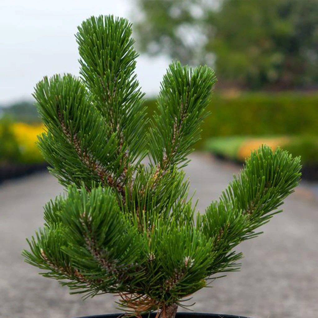 Pin Noir - Pinus Nigra Oregon Green 3 Pin Noir - Pinus Nigra Oregon Green