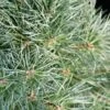 Pin Sylvestre Nain - Pinus Sylvestris Chantry Blue 2 Pin Sylvestre Nain - Pinus Sylvestris Chantry Blue -Naturelle Boutique Pin sylvestre nain Pinus sylvestris Chantry Blue IF 19077 1