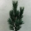 Pin Cembro Nain - Pinus Cembra Compacta Glauca 2 Pin Cembro Nain - Pinus Cembra Compacta Glauca -Naturelle Boutique Pinus cembra Compacta Glauca 721002 1