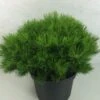 Pin Rouge Du Japon - Pinus Densiflora Low Glow 1 Pin Rouge Du Japon - Pinus Densiflora Low Glow -Naturelle Boutique Pinus densiflora Low Glow 724002 1