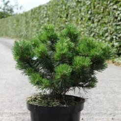 Pin De Montagne - Pinus Mugo Gnom