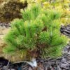 Pinus Mugo Winter Gold - Pin De Montagne Nain Doré -Naturelle Boutique Pinus mugo Winter Gold 88956 1