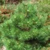 Pin Noir Nain - Pinus Nigra Nana -Naturelle Boutique Pinus nigra Nana 1002772 1