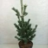 Pinus Parviflora Azumi Goye - Pin Blanc Du Japon -Naturelle Boutique Pinus parviflora Azumi Goye 736002 1
