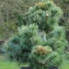 Pinus Parviflora Negishi - Pin Blanc Japonais -Naturelle Boutique Pinus parviflora Negishi Pin blanc japonais copyright 8894911 1