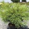Pinus Strobus Minima - Pin De Weymouth 1 Pinus Strobus Minima - Pin De Weymouth -Naturelle Boutique Pinus strobus Minima 88965 1