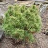 Pin Weymouth - Pinus Strobus Tiny Kurls 2 Pin Weymouth - Pinus Strobus Tiny Kurls -Naturelle Boutique Pinus strobus Tiny Kurls V 1007971 1