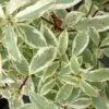 Pittosporum Eugenoides Variegatum 2 Pittosporum Eugenoides Variegatum -Naturelle Boutique Pittosporum eugenoides Variegatum Bois citron panache IF 18005 1