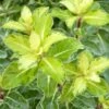Pittosporum Tenuifolium Gold Star 1 Pittosporum Tenuifolium Gold Star -Naturelle Boutique Pittosporum tenuifolium Gold Star 100800 1