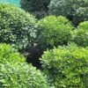 Pittosporum Tobira Nanum -Naturelle Boutique Pittosporum tobira Nanum 781511 1