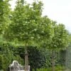 Platanus Acerifolia Alphen's Globe - Platane Boule 1 Platanus Acerifolia Alphen's Globe - Platane Boule -Naturelle Boutique Platanus acerifolia Alphen s Globe 87309 1