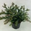 Podocarpus Lawrencii Blue Gem 2 Podocarpus Lawrencii Blue Gem -Naturelle Boutique Podocarpus lawrencii Blue Gem 755002 1