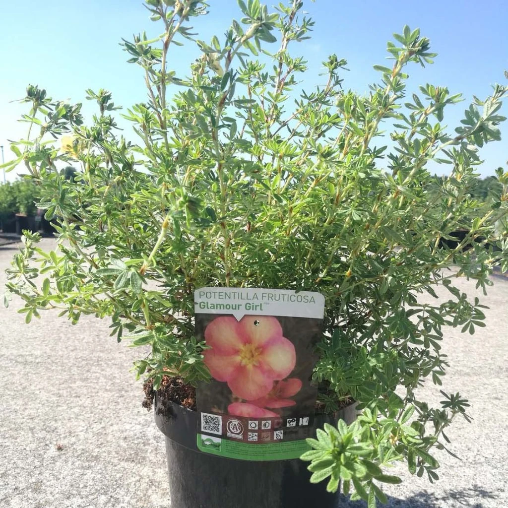 Potentilla Fructicosa Glamour Girl - Potentille Arbustive 3 Potentilla Fructicosa Glamour Girl - Potentille Arbustive