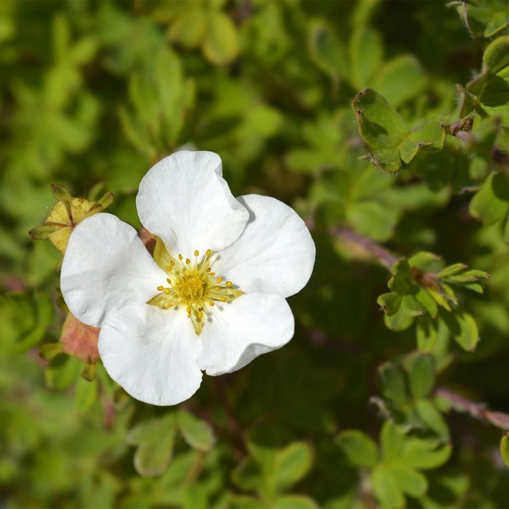 Potentille Arbustive - Potentilla Fruticosa Bella Bianca 3 Potentille Arbustive - Potentilla Fruticosa Bella Bianca
