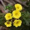 Potentilla Fruticosa Citrus Tart- Potentille Arbustive -Naturelle Boutique Potentilla fruticosa Citrus Tart 87403 1