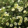 Potentille Arbustive - Potentilla Fruticosa Creamissima -Naturelle Boutique Potentilla fruticosa Creamissima V 1008051 1