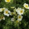 Potentilla Fruticosa Limelight- Potentille Arbustive -Naturelle Boutique Potentilla fruticosa Limelight 84212 1