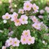 Potentille Arbustive - Potentilla Fruticosa Pink Beauty -Naturelle Boutique Potentilla fruticosa Pink Beauty 1008131 1