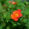 Potentille Arbustive - Potentilla Fruticosa Red Joker 1 Potentille Arbustive - Potentilla Fruticosa Red Joker -Naturelle Boutique Potentilla fruticosa Red Joker copyright 100814 1