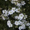 Potentilla Fruticosa White Lady - Potentille Arbustive -Naturelle Boutique Potentilla fruticosa White Lady 84215 1