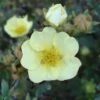 Potentilla Fruticosa Primrose Beauty - Potentille Arbustive -Naturelle Boutique Potentille Fruticosa Primrose Beauty 7591 1
