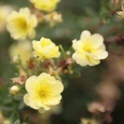 Potentilla Fruticosa Lemon Meringue- Potentille Arbustive
