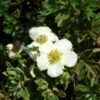 Potentilla Fruticosa Tilford Cream- Potentille Arbustive -Naturelle Boutique Potentille arbustive Potentilla fruticosa Tilford Cream copyright 1001711 2