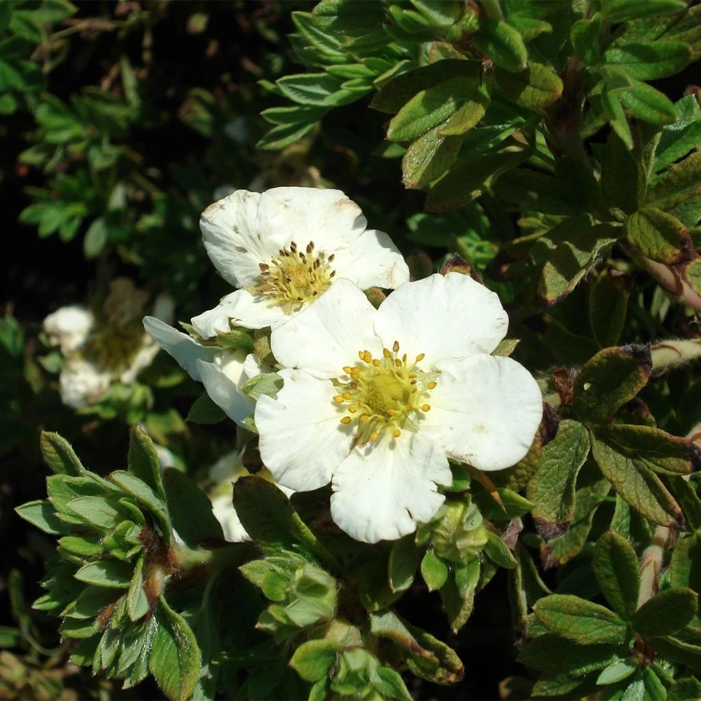Potentilla Fruticosa Tilford Cream- Potentille Arbustive 3 Potentilla Fruticosa Tilford Cream- Potentille Arbustive