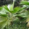Pritchardia Hillebrandii - Palmier D'Hawaï -Naturelle Boutique Pritchardia hillebrandii 89926 1