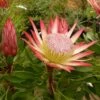 Protea Pink Crown - Protée Hybride -Naturelle Boutique Protea Pink Crown 83442 1