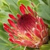 Protea Eximia - Protée à Feuilles Larges 2 Protea Eximia - Protée à Feuilles Larges -Naturelle Boutique Protea eximia Protee a feuilles larges copyright 16688 1