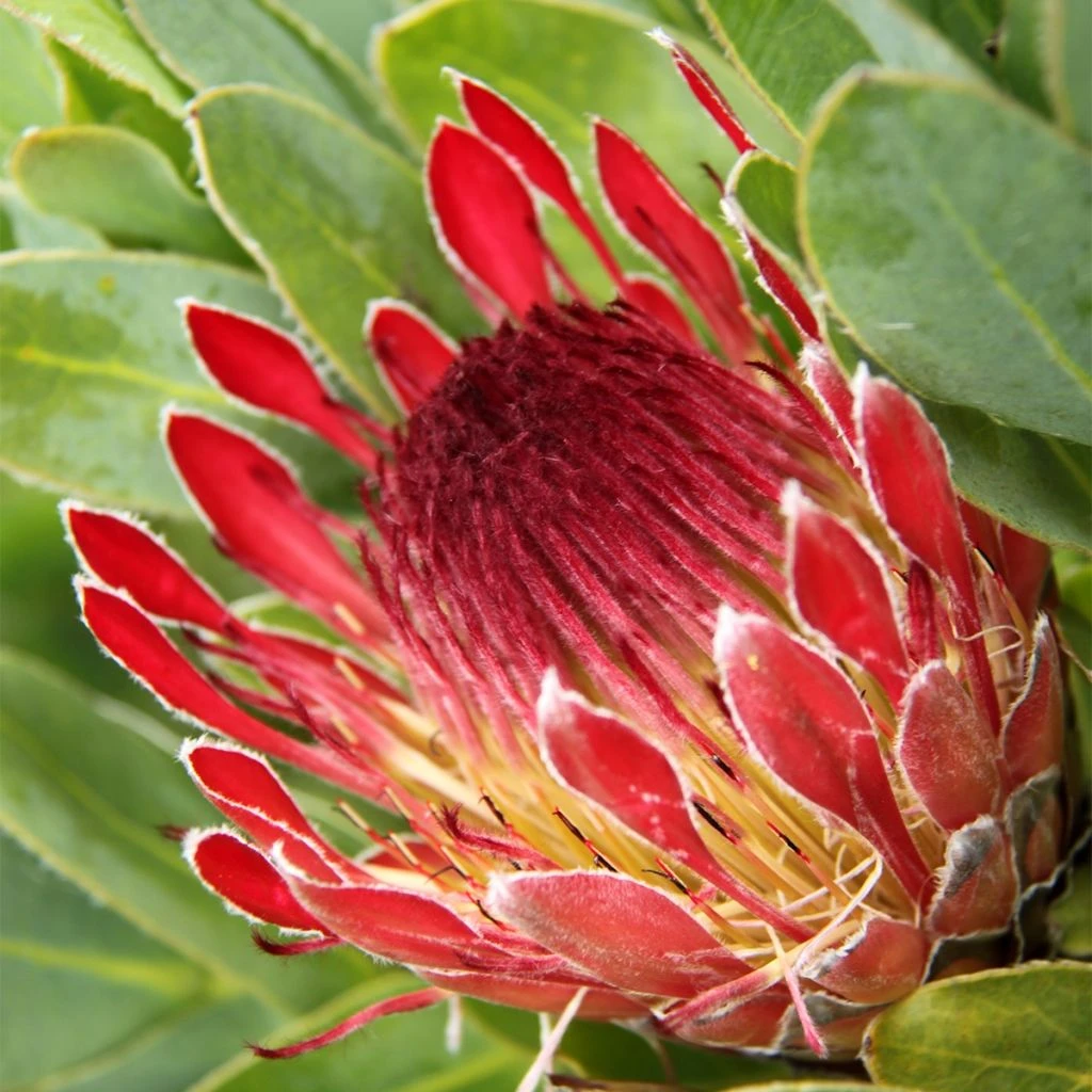 Protea Eximia - Protée à Feuilles Larges 3 Protea Eximia - Protée à Feuilles Larges
