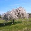 Cerisier à Fleurs - Prunus Snow Fountains -Naturelle Boutique Prunus Snow Fountains 1002802 1