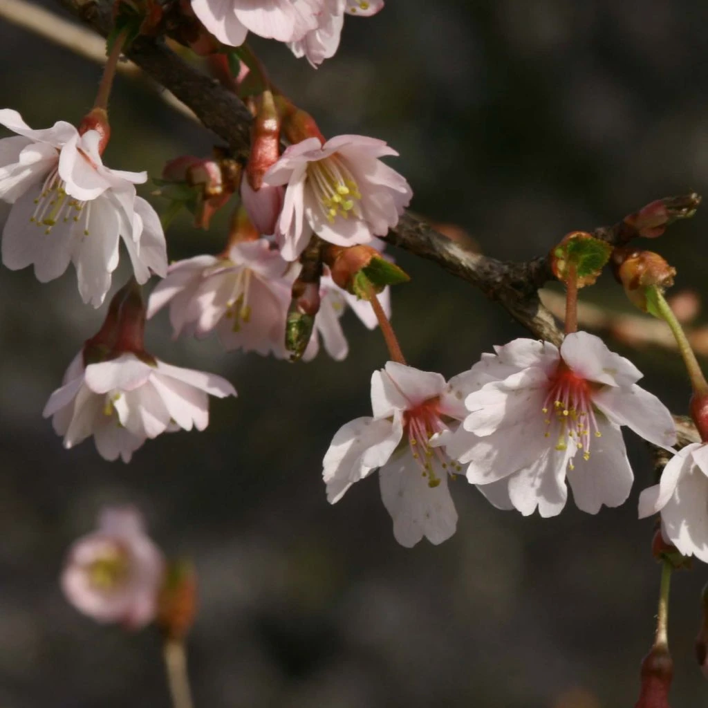 Cerisier à Fleurs Du Japon Nain - Prunus Incisa Mikinori 3 Cerisier à Fleurs Du Japon Nain - Prunus Incisa Mikinori
