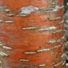 Prunus Maackii Amber Beauty - Cerisier De Mandchourie -Naturelle Boutique Prunus maackii Amber Beauty 87317 1