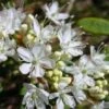 Cerisier Nain Rampant - Prunus Pumila Depressa -Naturelle Boutique Prunus pumila Depressa 84229 1