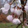 Cerisier à Fleurs Pleureur - Prunus Yedoensis Shidare Yoshino -Naturelle Boutique Prunus yedoensis Shidare Yoshino 84239 1