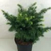 Sapin De Douglas - Pseudotsuga Menziesii Fletcheri -Naturelle Boutique Pseudotsuga menziesii Fletcheri 759002 1
