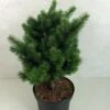 Sapin De Douglas - Pseudotsuga Menziesii Pannenhoef -Naturelle Boutique Pseudotsuga menziesii Pannenhoef 761002 1