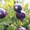 Grenadier à Fruits - Punica Granatum Black Fruit -Naturelle Boutique Punica granatum Black 15210 1