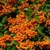 Pyracantha Orange Glow - Buisson Ardent 2 Pyracantha Orange Glow - Buisson Ardent -Naturelle Boutique Pyracantha Orange Glow 781796 1