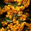Pyracantha Coccinea Saphyr Jaune - Buisson Ardent 1 Pyracantha Coccinea Saphyr Jaune - Buisson Ardent -Naturelle Boutique Pyracantha coccinea Saphyr Jaune 1001782 1
